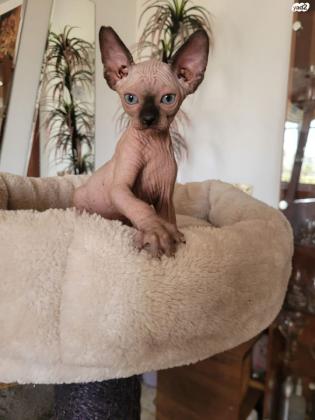 למכירה שלושה גורי חתול ספינקס