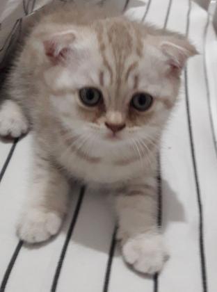 גורה סקוטית מקסימה מחונכת לארגז