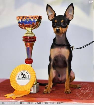 בית גידול מקצועי לגזע טוי