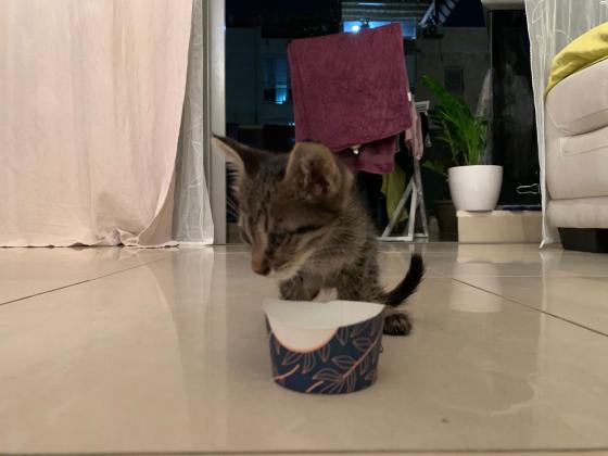 גור חתולים למסירה!מצאתי אותו גוסס