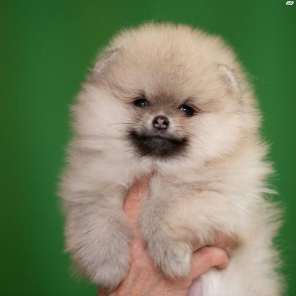 למכירה גור פומרניין גזעי, מאוד