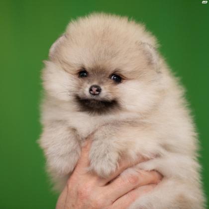 למכירה גור פומרניין גזעי, מאוד