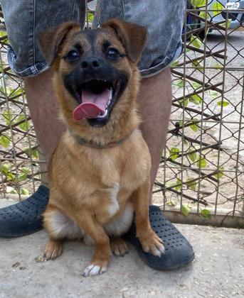 רוסו פקינז מעורב מתוק במיוחד