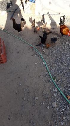 מגוון תרנגולים , תרנגולות ואפרוחים