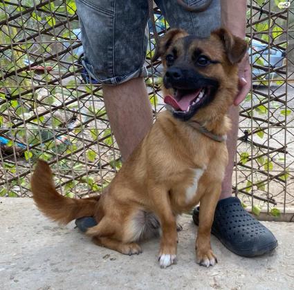 רוסו פקינז מעורב מתוק במיוחד