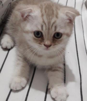 גורה סקוטית מקסימה מחונכת לארגז