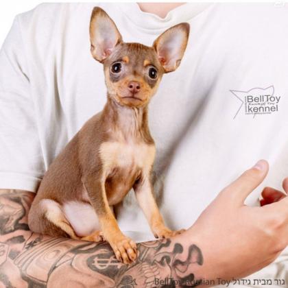 בית גידול מקצועי לגזע טוי