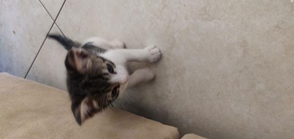 חתולים חמודים מאוד