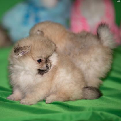 למכירה גור פומרניין גזעי, מאוד
