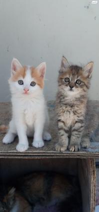 3 חתולים פרסי למכירה1 נקבה2