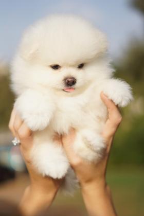 מחיר לגור פומרניין ‏בסביבות 13,000ש״ח