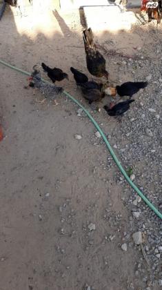 מגוון תרנגולים , תרנגולות ואפרוחים