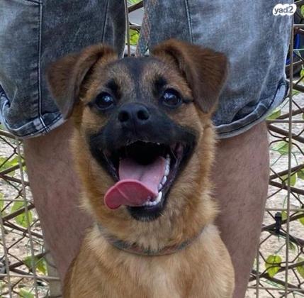 רוסו פקינז מעורב מתוק במיוחד