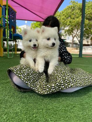 למכירה גורי שפיץ יפני גזעיים