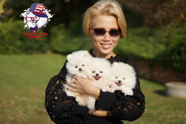 מחיר לגור פומרניין ‏בסביבות 13,000ש״ח