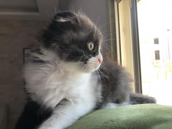 חתולי פרסי למכירה במחיר טובחתולים