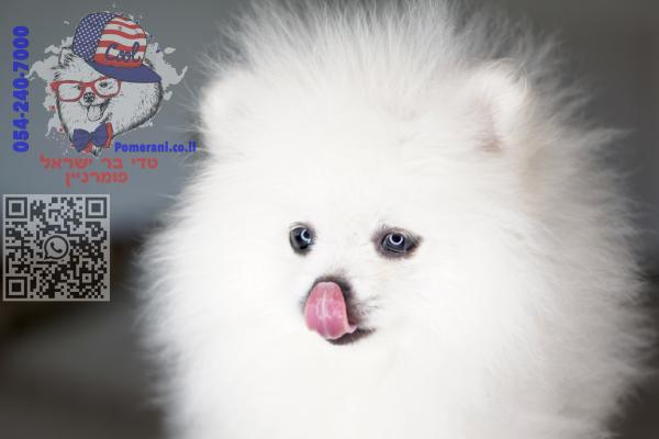 מחיר לגור פומרניין ‏בסביבות 13,000ש״ח