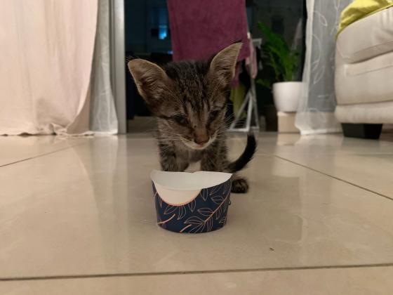 גור חתולים למסירה!מצאתי אותו גוסס