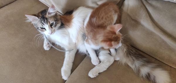 חתולים חמודים מאוד