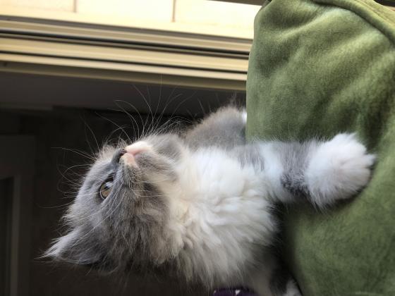 חתולי פרסי למכירה במחיר טובחתולים