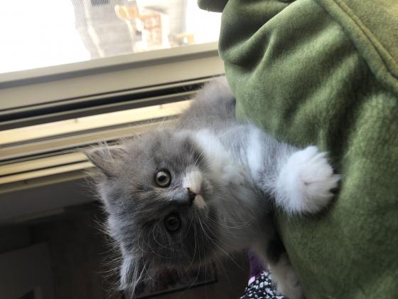 חתולי פרסי למכירה במחיר טובחתולים