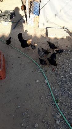 מגוון תרנגולים , תרנגולות ואפרוחים