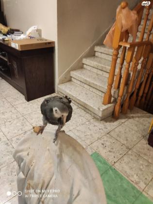 ז'אקו מסוג תימנה מחפש בית חם ופינוקים