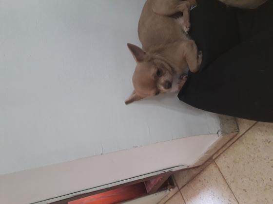 למכירה ציוואווה ננסי גזעי בן