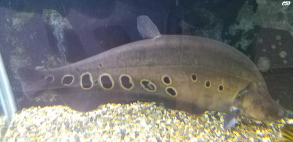 דג סכין ליצן, ממשפחת דגי סכין בת 3 שנים