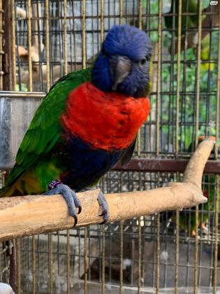 למכירה לורי האכלת יד חמוד מאוד ולא נושך