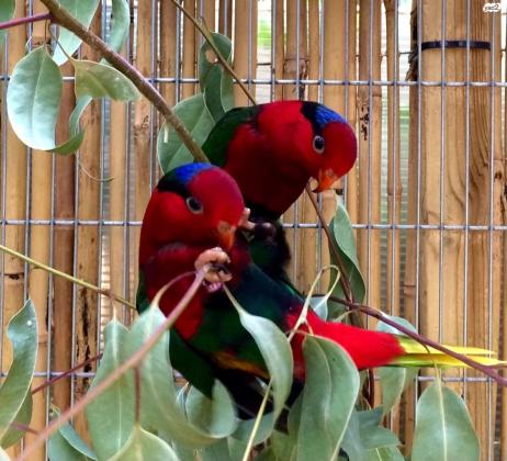 למכירה זוג לורי סטלה אדומים