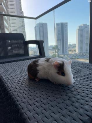 שרקנים למסירה