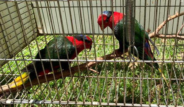 למכירה זוג לורי סטלה אדומים