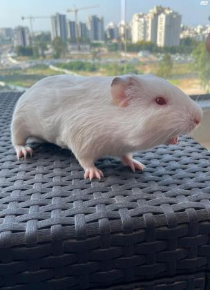 שרקנים למסירה