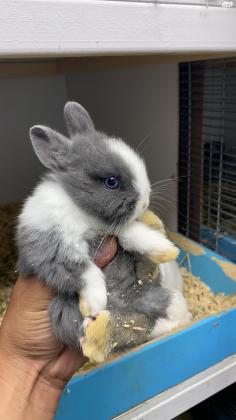 ארנב ננסי הולנדי