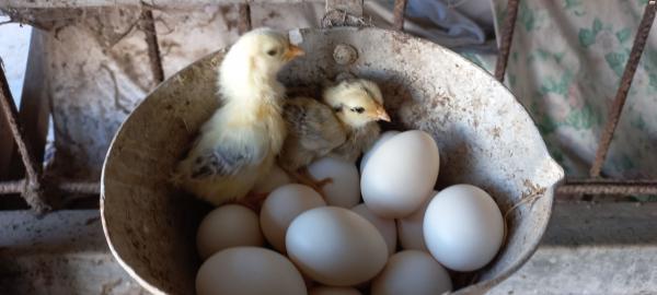 למכירה תרנגולים ותרנגולות בלאדי תרנגולות