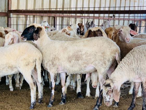 25 כבשים גזע ספולוק עם