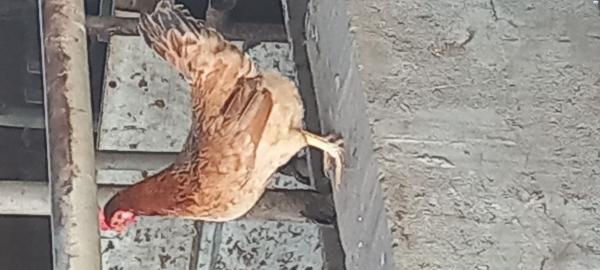 למכירה תרנגולים ותרנגולות בלאדי תרנגולות