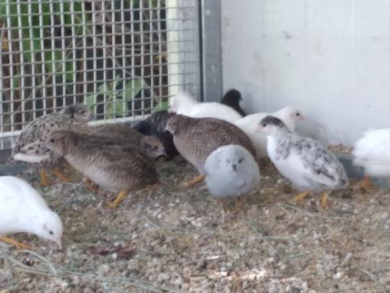 שליו סיני (רגל כתומה) ***