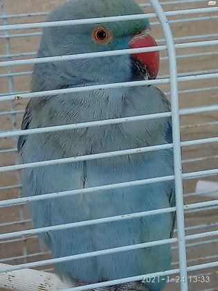 דררה כחולה האכלת יד עדינה