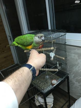 תוכי סנגל בגיל 6 חודשים