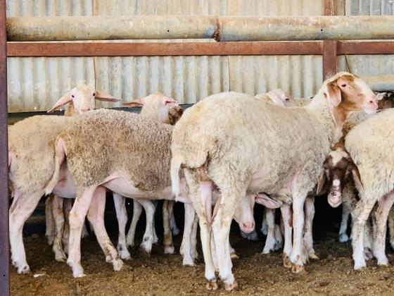 25 כבשים גזע ספולוק עם