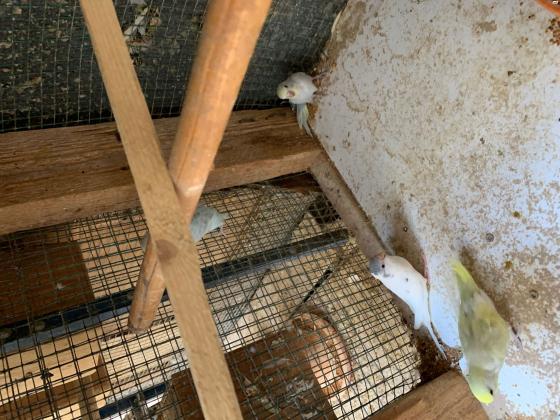 למכירה 20 תוכי