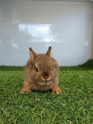 למכירה ארנב הולנדי ננסי גזעי בני חודשיים