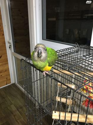 תוכי סנגל בגיל 6 חודשים