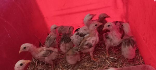 למכירה תרנגולים ותרנגולות בלאדי תרנגולות