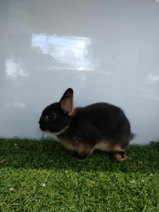 למכירה ארנב הולנדי ננסי גזעי בני חודשיים