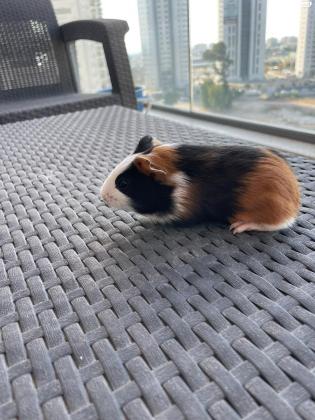 שרקנים למסירה