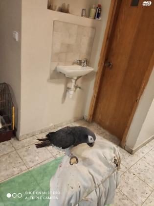 ז'אקו מסוג תימנה מחפש בית חם ופינוקים