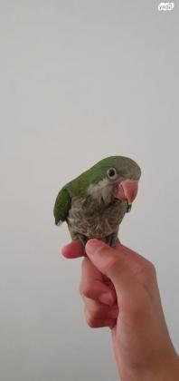 גוזלי קוואקר האכלת יד מוחתמים